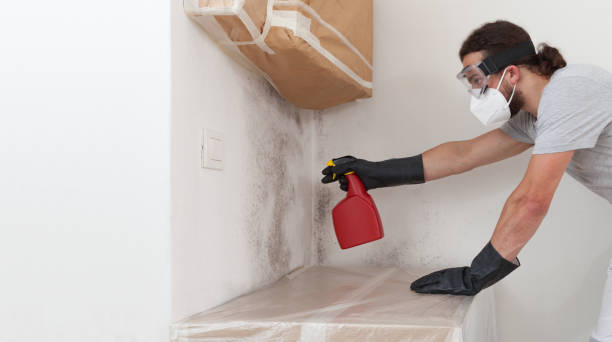 Professional Basement Mold Remediation technician working in Vienna, VA